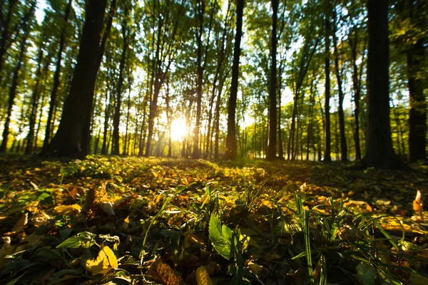 Árboles verdes del bosque al amanecer — Foto de Stock