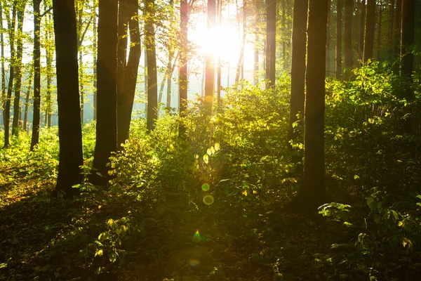 日出时的绿色森林树木 — 图库照片