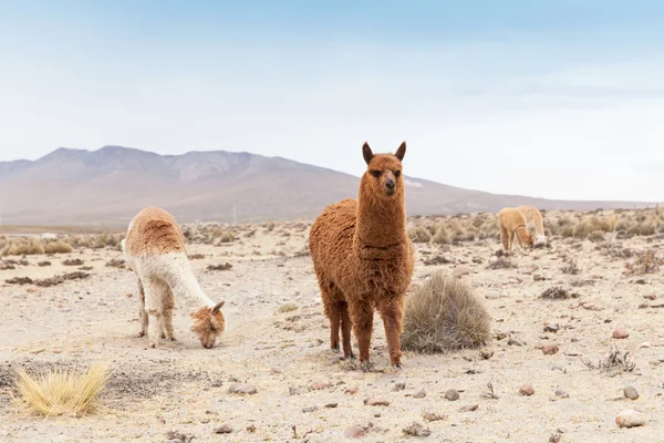 Cute lamas in Peru — Stock Photo, Image