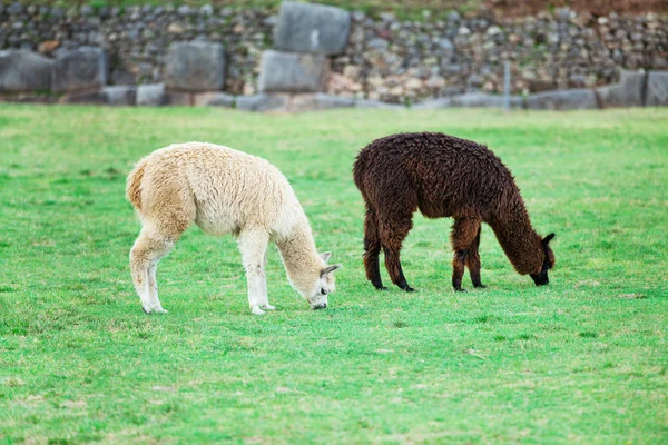 Lindos lamas en Perú — Foto de Stock