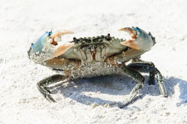View of crab on beach