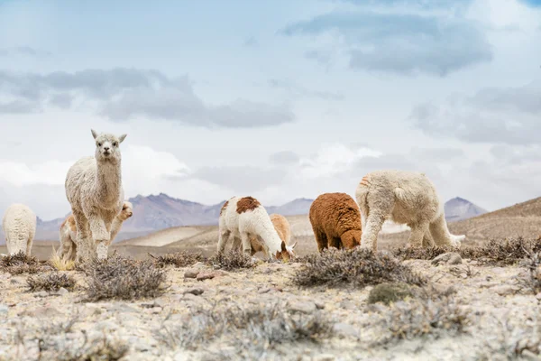 Lamas mignons en Pérou — Photo