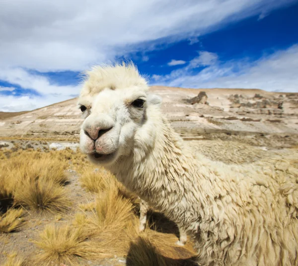 Lama carino in Perù — Foto Stock