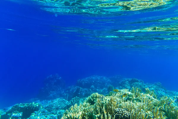 Tranquila escena submarina — Foto de Stock