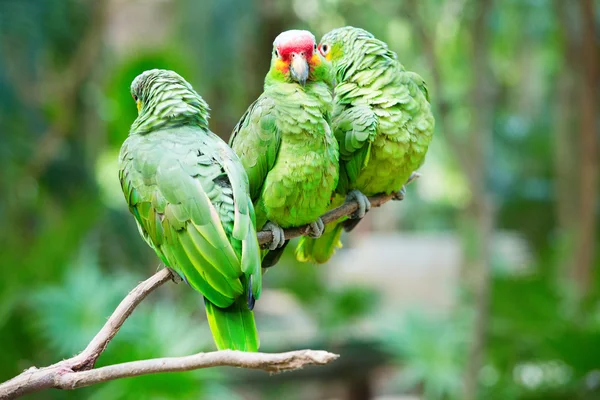 Parrots sitting on branch — Stock Photo, Image