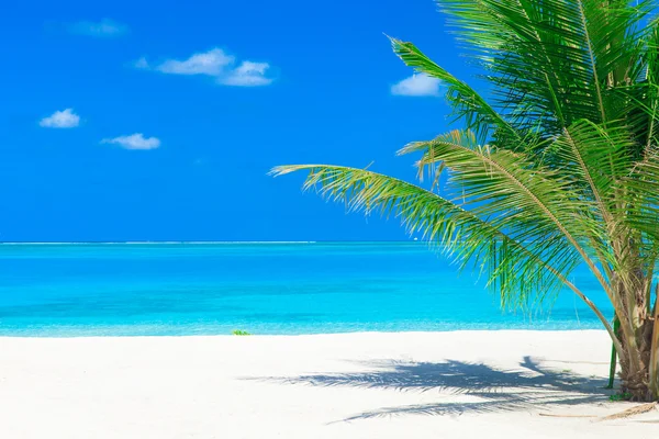 Strand met enkele palmbomen en lagune — Stockfoto