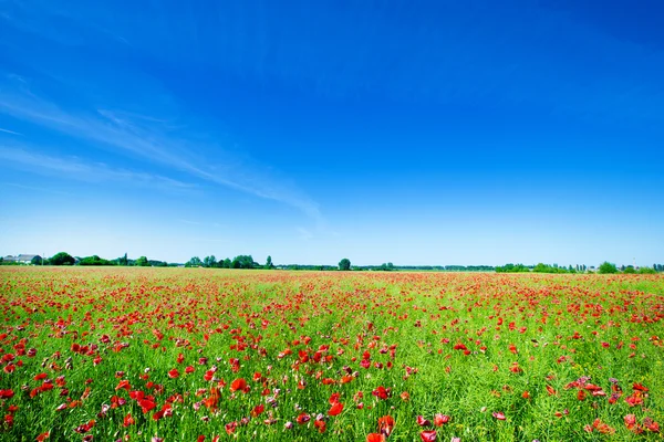 Fält av vallmo blommor — Stockfoto