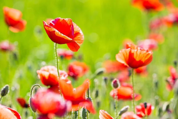 Field of poppies flowers — Stock Photo, Image