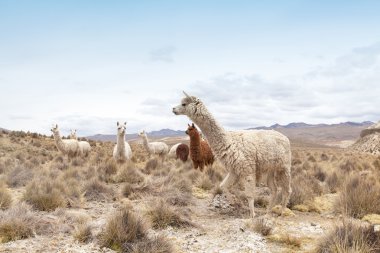 Andes şirin llamas