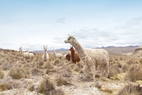 Lindas llamas en Andes — Foto de Stock