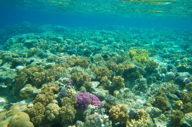 güzel bir sualtı sahne