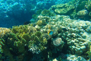 güzel bir sualtı sahne