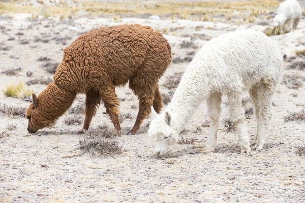 Lindos lamas en Perú — Foto de Stock