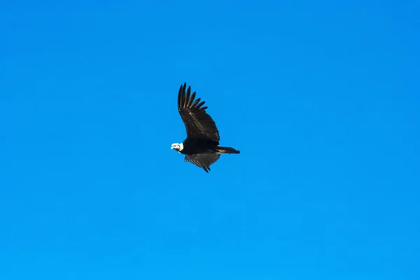 Cóndor volando en el cielo —  Fotos de Stock