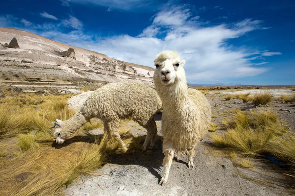 Ładny Lamów w Peru — Zdjęcie stockowe