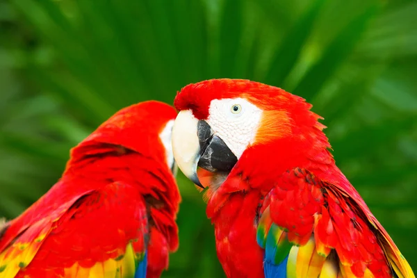 Lindos loros pájaros — Foto de Stock