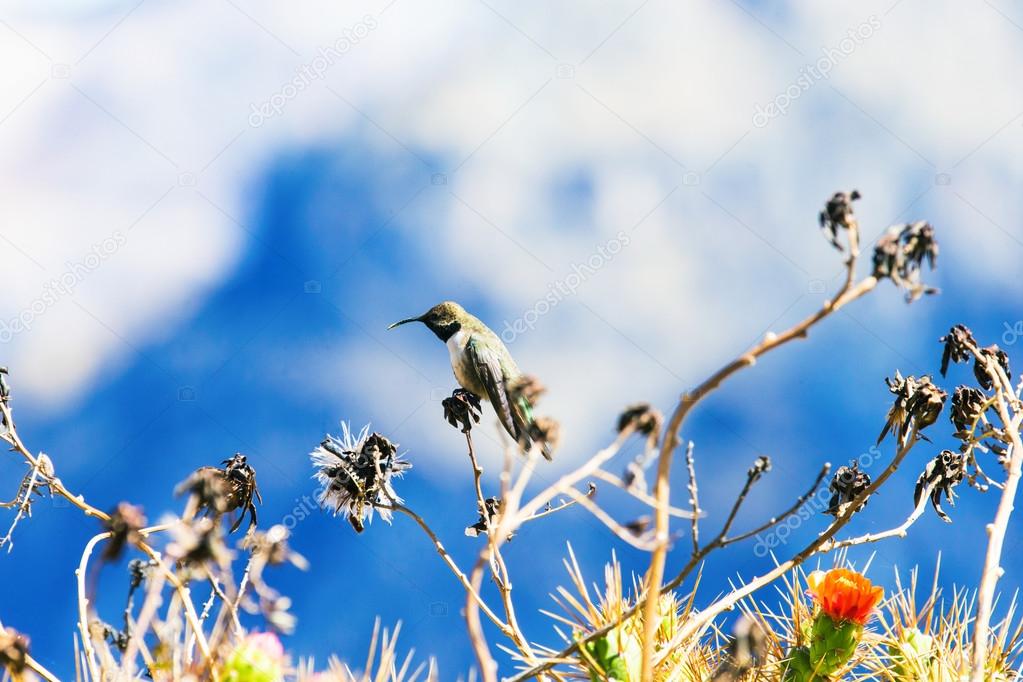 Green and blue Hummingbird