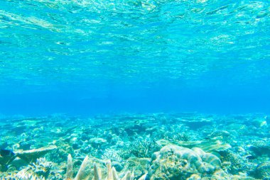 güzel bir sualtı sahne