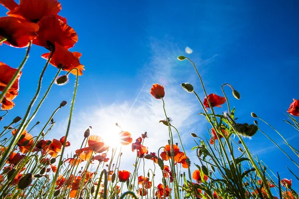 Campo de flores de amapola —  Fotos de Stock