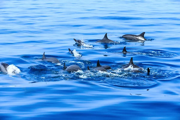 Happy dolphins in water — Stock Photo, Image