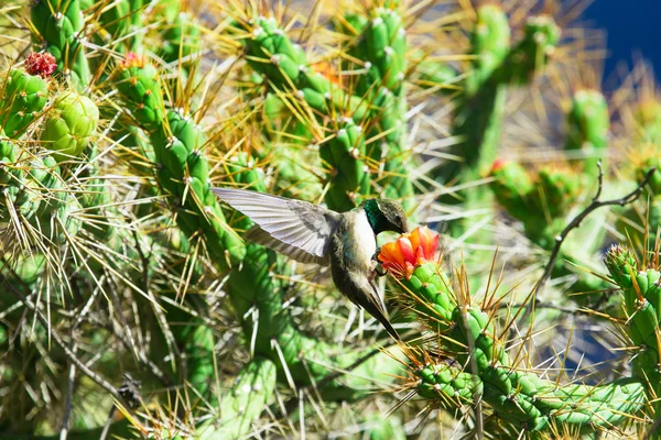 Hummingbird verde e blu — Foto Stock