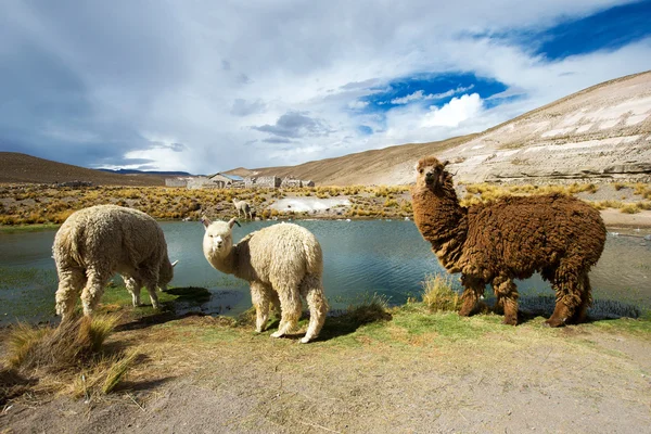 Lindos lamas en Perú — Foto de Stock