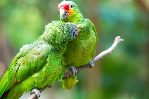 Милые попугаи — стоковое фото