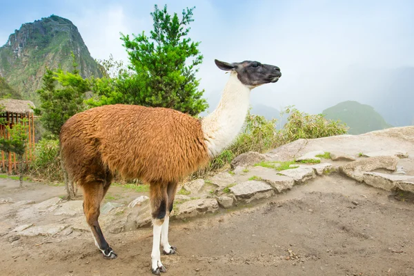Lamów w Andach, góry, Peru — Zdjęcie stockowe