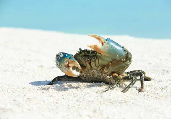 Krab na písečné pláži — Stock fotografie