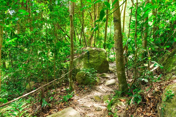 Dzsungel erdő. Ázsia trópusi fák. — Stock Fotó