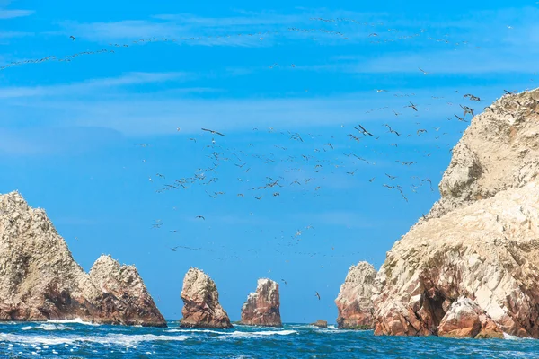 Ballestas 島 (パラカス/ピスコ、ペルーの鳥) — ストック写真