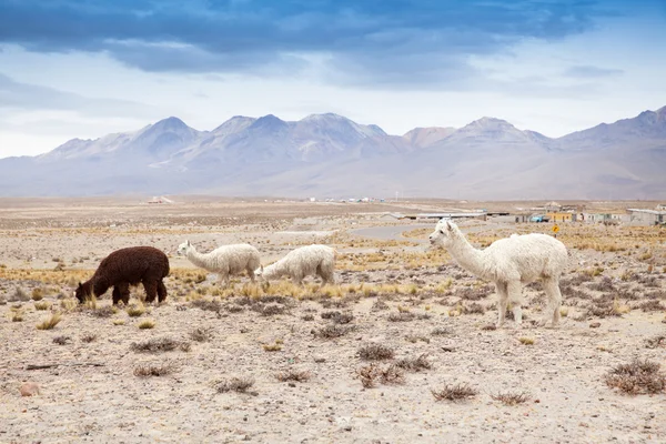 Lamy v Andách, hory, Peru — Stock fotografie