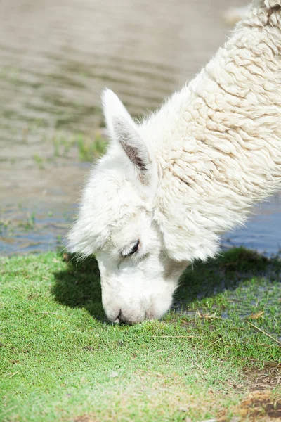 Schattig lama in Peru — Stockfoto