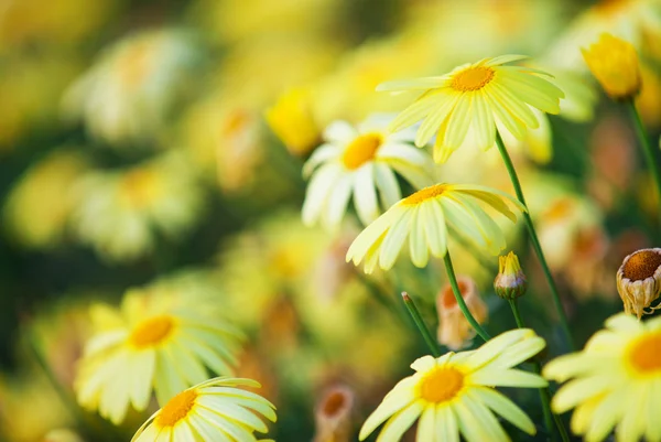 아름다운 노란 꽃들 — 스톡 사진