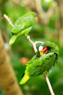 sevimli papağan kuşlar