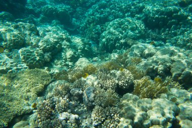 güzel bir sualtı sahne