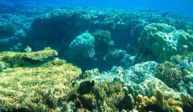 güzel bir sualtı sahne