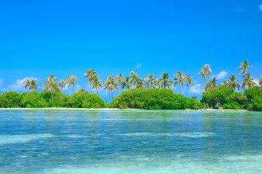 Maldivler 'deki tropik plaj