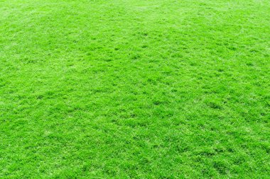 Bir tarladan çimen dokusu