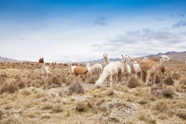 Şirin llamas grup
