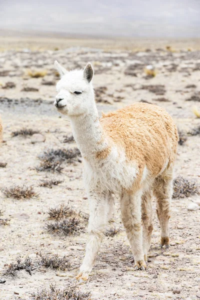 Lama bonito no Peru — Fotografia de Stock