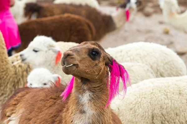 Lamas mignons en Pérou — Photo