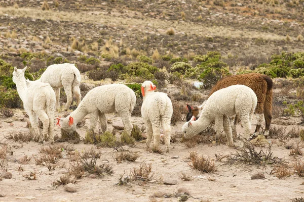 Aranyos lámák Peruban — Stock Fotó