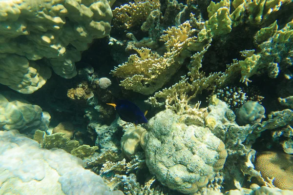 Beautiful underwater scene — Stock Photo, Image