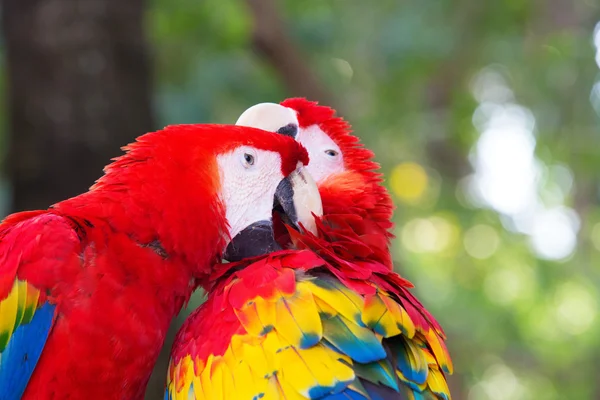 Cute parrots birds — Stock Photo, Image