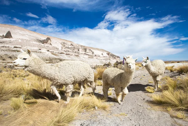 Lindos lamas en Perú —  Fotos de Stock