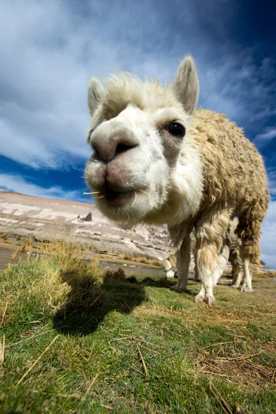 Lindo lama en Perú — Foto de Stock