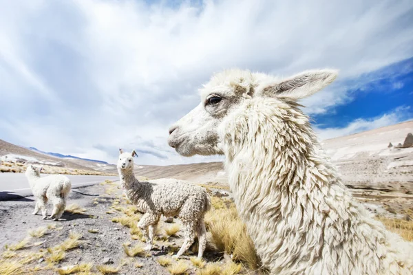 Aranyos lámák Peruban — Stock Fotó