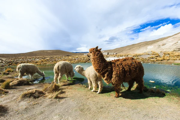 Lindos lamas en Perú — Foto de Stock