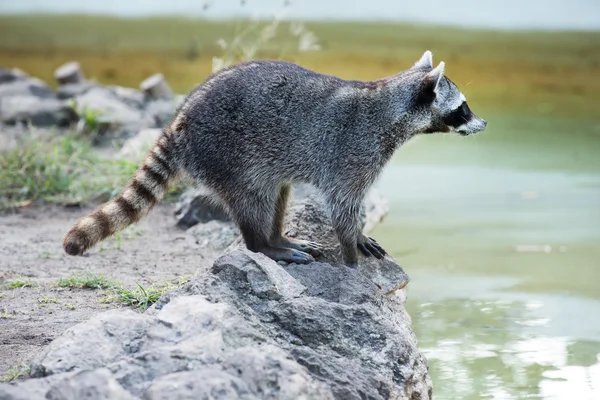 Mapache sentado y mirando fijamente — Foto de Stock